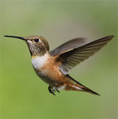 Birds are smaller than pennies