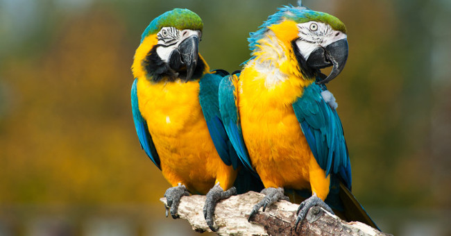 Birds are smarter than we thought