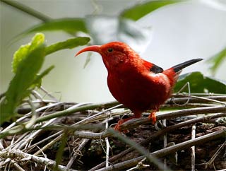 Birds can become extinct because of the greenhouse effect
