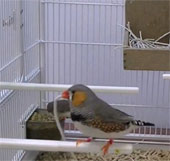 Birds can choose the best nesting material