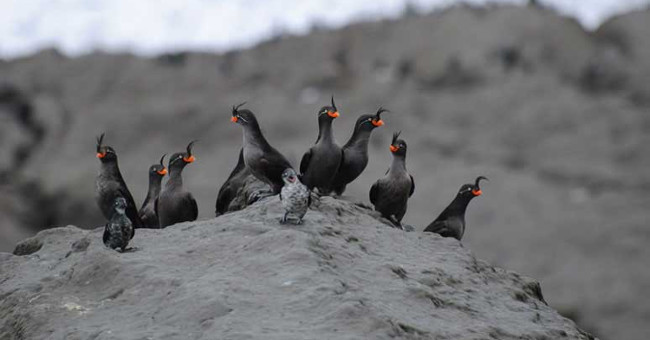 Birds can create their own fragrant fragrance to attract their partners