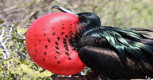 Birds can fly continuously for 56 days without rest