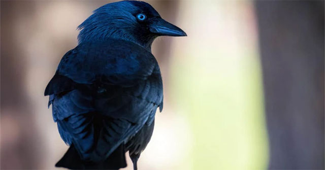 Birds can tell who is dangerous