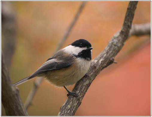 Birds change their voices to survive in the city