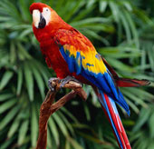 Birds distinguish more colors than people