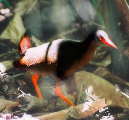 Birds do not fly in the Philippines