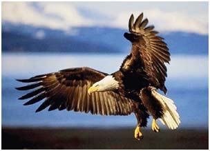 Birds do not follow common kinetic rules