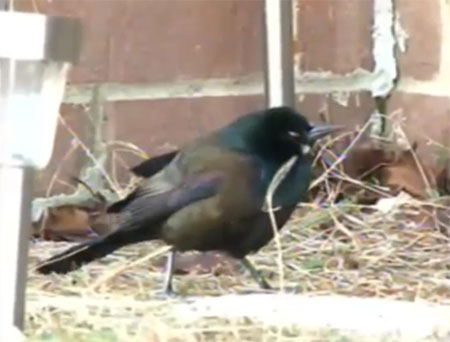 Birds fall a series of New Year's Eve