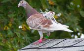 Birds flapping their wings produce electricity