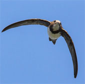 Birds fly 200 days without a break