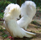 Birds have lions like lions