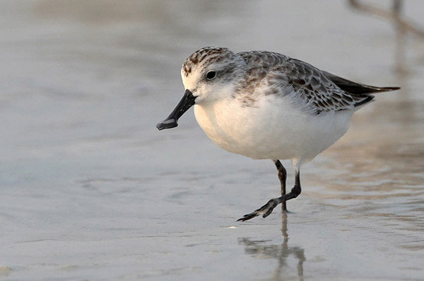 Birds in spoons in Vietnam are preserved 3.3 million USD