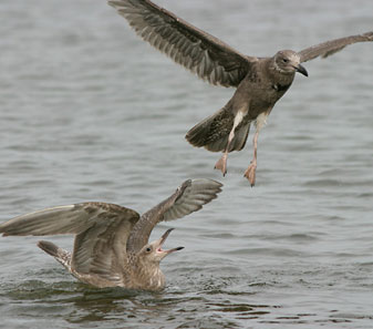 Birds 'invasion' city because of lack of bait