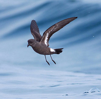 Birds know how to avoid 'incest'
