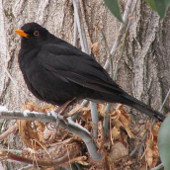 Birds know how to deal with urban noise pollution