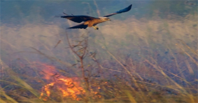 Birds know how to use fire to fly bait to hunt