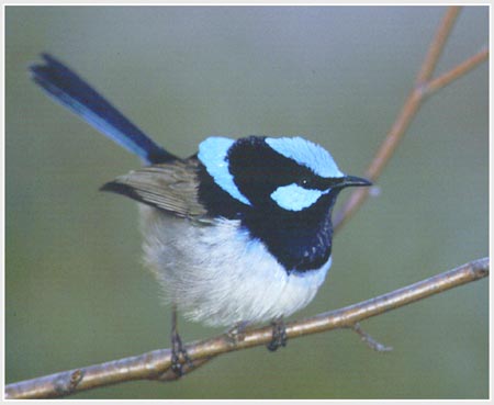 Birds know the language of other species