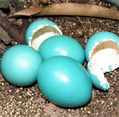 Birds lay colorful eggs