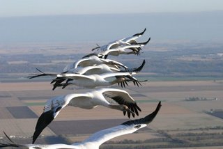 Birds migrate at night in scattered flocks