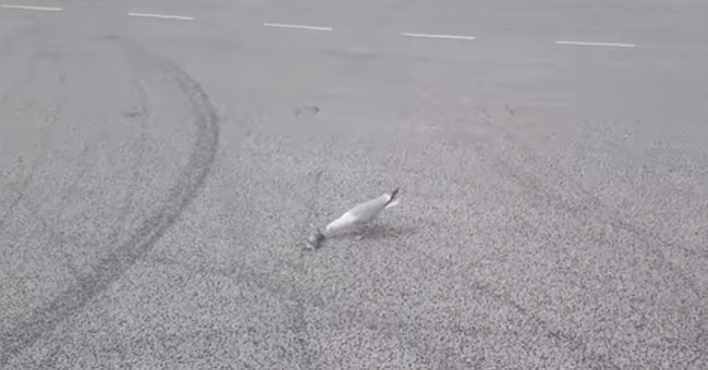 Birds 'monsters' devour rabbits in 'two notes'