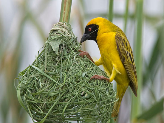 Bird's nesting skills are not genetic
