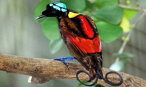 Birds of paradise Wilson - The most beautiful bird in the world