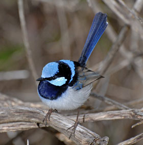 Birds 'read' passwords to receive bait