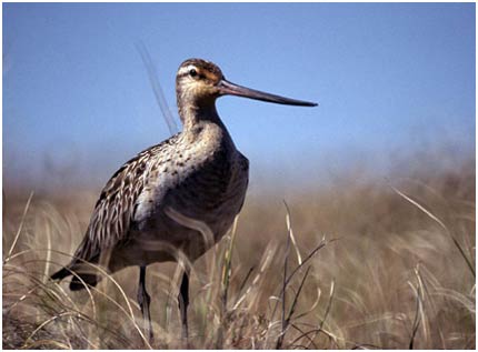 Birds set a record for 9 days without a break