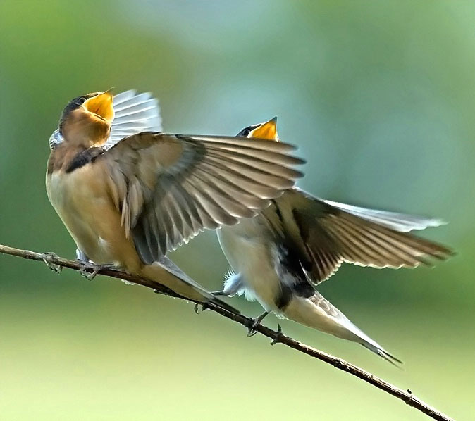 Birds sing more flexibly when the weather fluctuates
