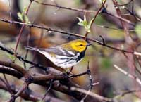 Birds singing also has grammar!