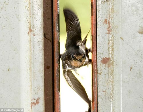 Birds sneak through narrow slots like fighters