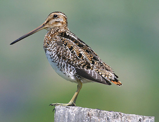 Birds suffer the best hardship: Flying thousands of miles, not eating or drinking