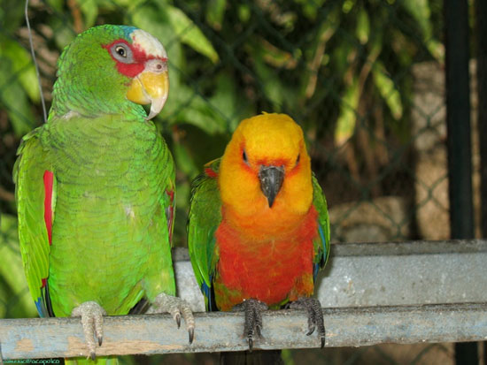 Birds teach forest birds ... speak English