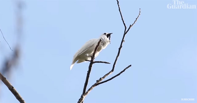 Birds that sing to their mates are noisier than airplanes