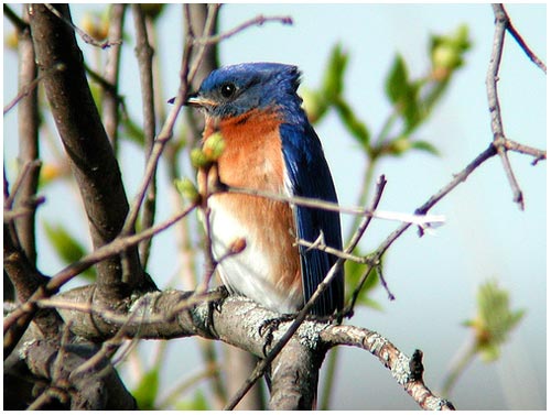 Birds transmit success messages in songs