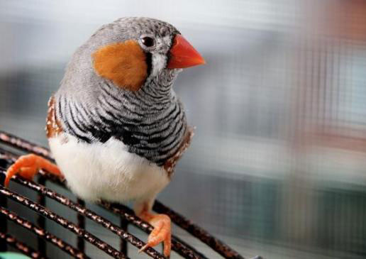 Birds use scents to seduce mates