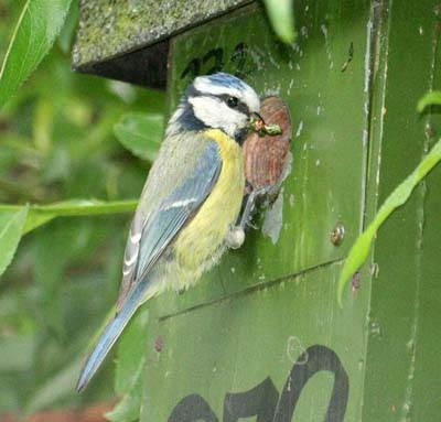 Birds use the sense of smell to detect enemies