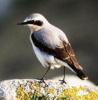 Birds weighing 25g fly to 29,000km to avoid cold
