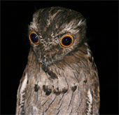 Birds with obsessive eyes