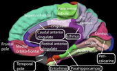 Birth control pills can cause brain atrophy?