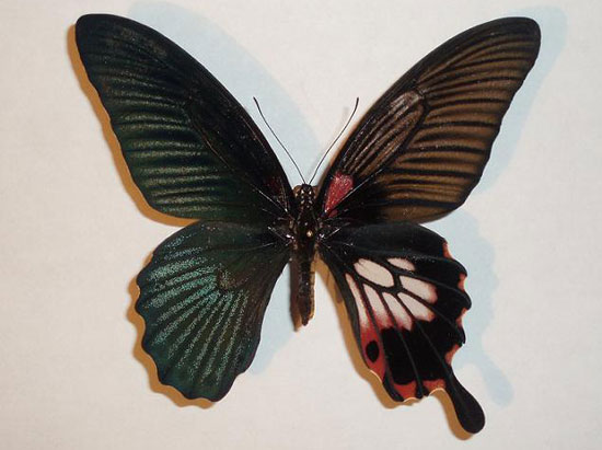 Bisexual butterflies are born