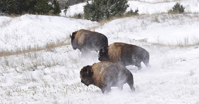 Bison cows re-export in the US National Park