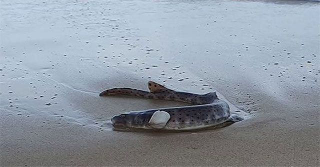 Bizarre creatures glow in the night drifting to Australian beaches