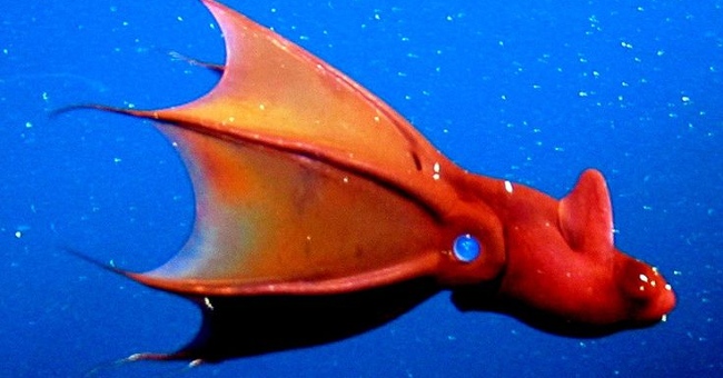 Bizarre creatures hiding in the deep sea