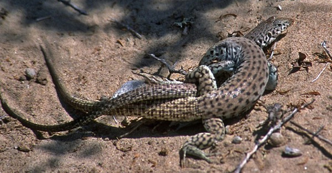 Bizarre mating of animals