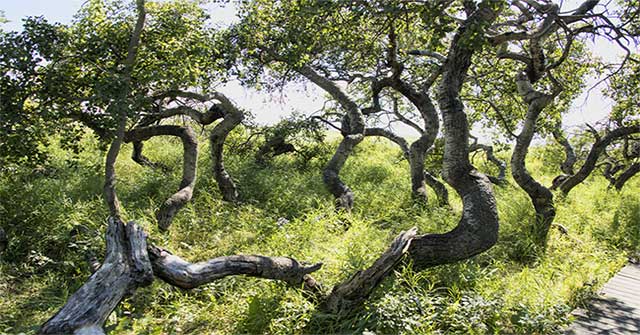 Bizarre spiraling old tree garden attracts tourists in Canada