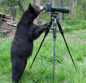 Black bear makes 'photographer'