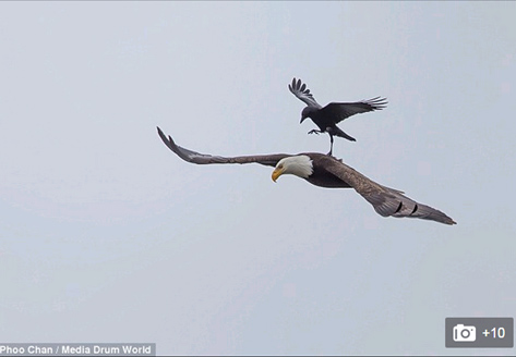 Black crows 'riding' eagles are flying