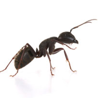 Black garden ants have their own 'toilet' in the nest
