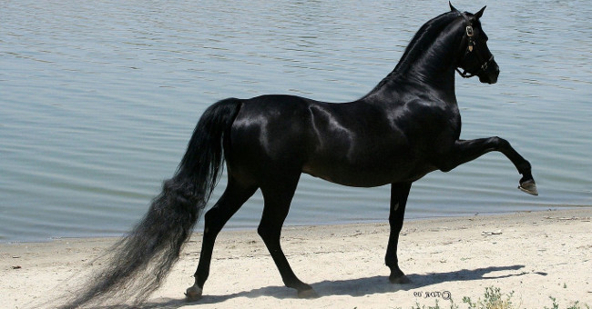 Black horses almost lost their legs because of aggressive attacks on crocodiles